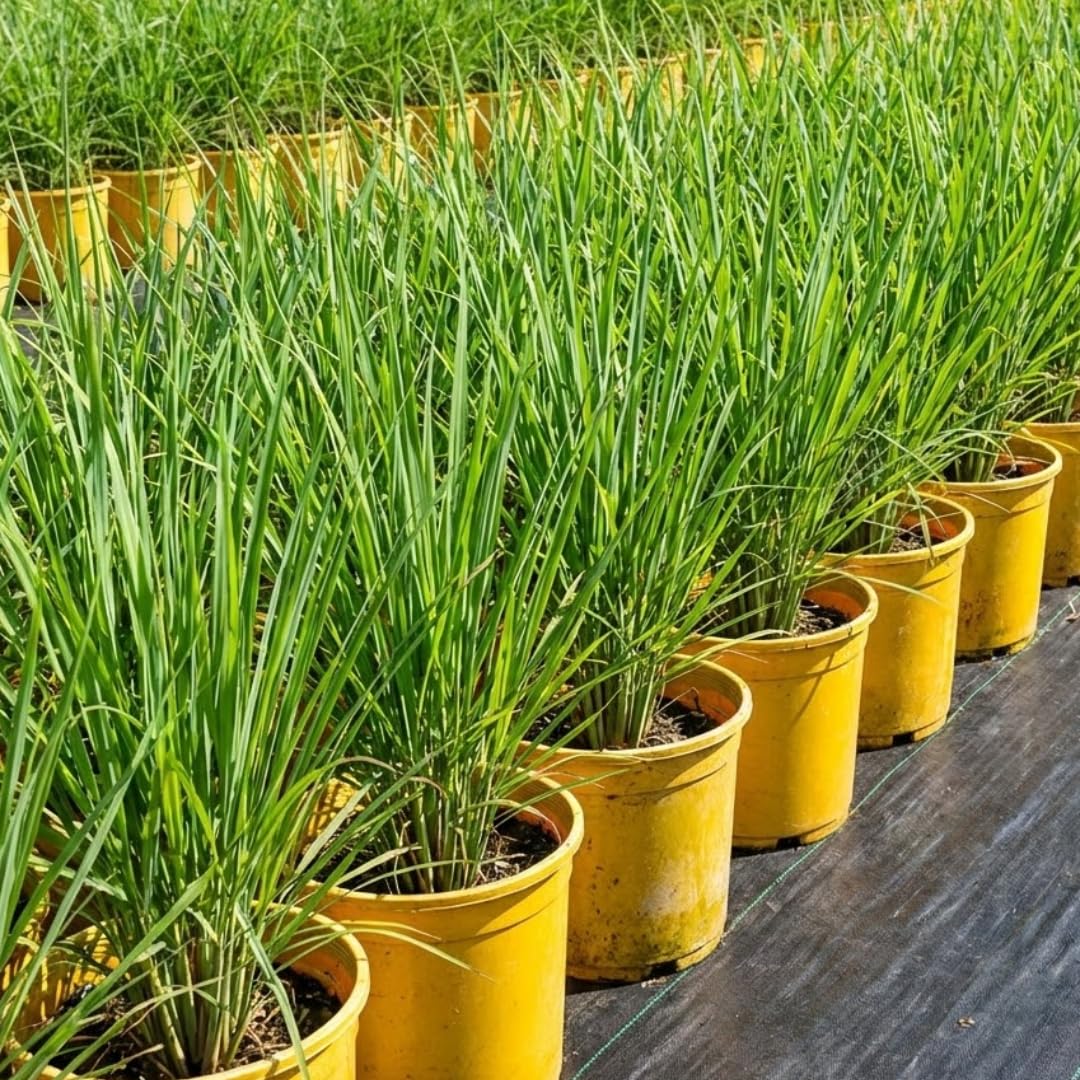 2 Lemon Grass Live Plant, Live Lemon Grass, Lemon Grass Plants, Lemongrass Plant, Live Lemongrass Plant