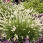 Set 3 Fountain Grass Plants Live Clumps for Planting Your Garden, 4-8 Inch Tall, Ornamental Grasses Live Plants Perennial (Dwarf White Fountain Grass)