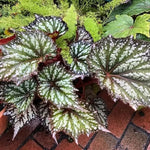 Begonia Plants Live, Rare Begonias Indoor Growing, Hanging Basket, Starter 5 to 9 Inc Tall (Bronze Leaf Rose)