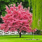 Dormant Dogwood Tree Live Plant, 9 Months Old 6-12 Inch Tall in Quart Pot, Dogwood Tree Potted, Perennial, Well Rooted Plants, Cold Hardy (Pink)