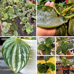 Green Peperomia Live Plant 4 Inch, Live Starter Peperomia Plant, Rare Indoor Houseplant, Low Maintenance Compact Houseplant