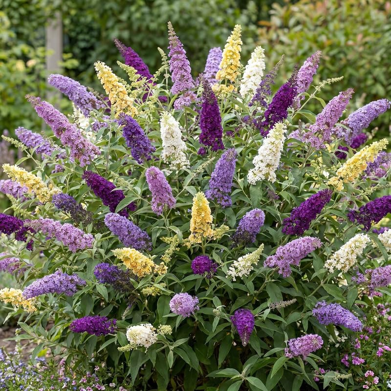 2 Assorted Butterfly Bush Plants Live, Vibrant Buddleia Plants 4-7 Inches, Colorful Flowering Shrub for Outdoor Garden