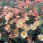 Apricot Chrysanthemum Plant, Set 2 Red Mums Plants Live, Hardy Perennial Mum Live Plant, 3 to 6 Inch Tall Garden Mum Starter Plants for Garden Beds, Containers, Vibrant Fall Blooms, No Pot