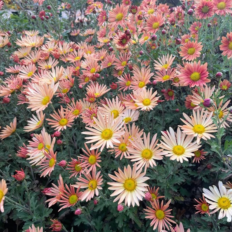 Apricot Chrysanthemum Plant, Set 2 Red Mums Plants Live, Hardy Perennial Mum Live Plant, 3 to 6 Inch Tall Garden Mum Starter Plants for Garden Beds, Containers, Vibrant Fall Blooms, No Pot