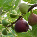 Ficus "Celeste" Fig Tree live plant cold hardy