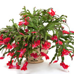Christmas Cactus Plants Live, Thanksgiving Cactus Easter Cactus Like, 4-8 Inc Tall, Cold Hardy, Holiday Cactus for Indoor Outdoor Planting, Starter Size (Red)