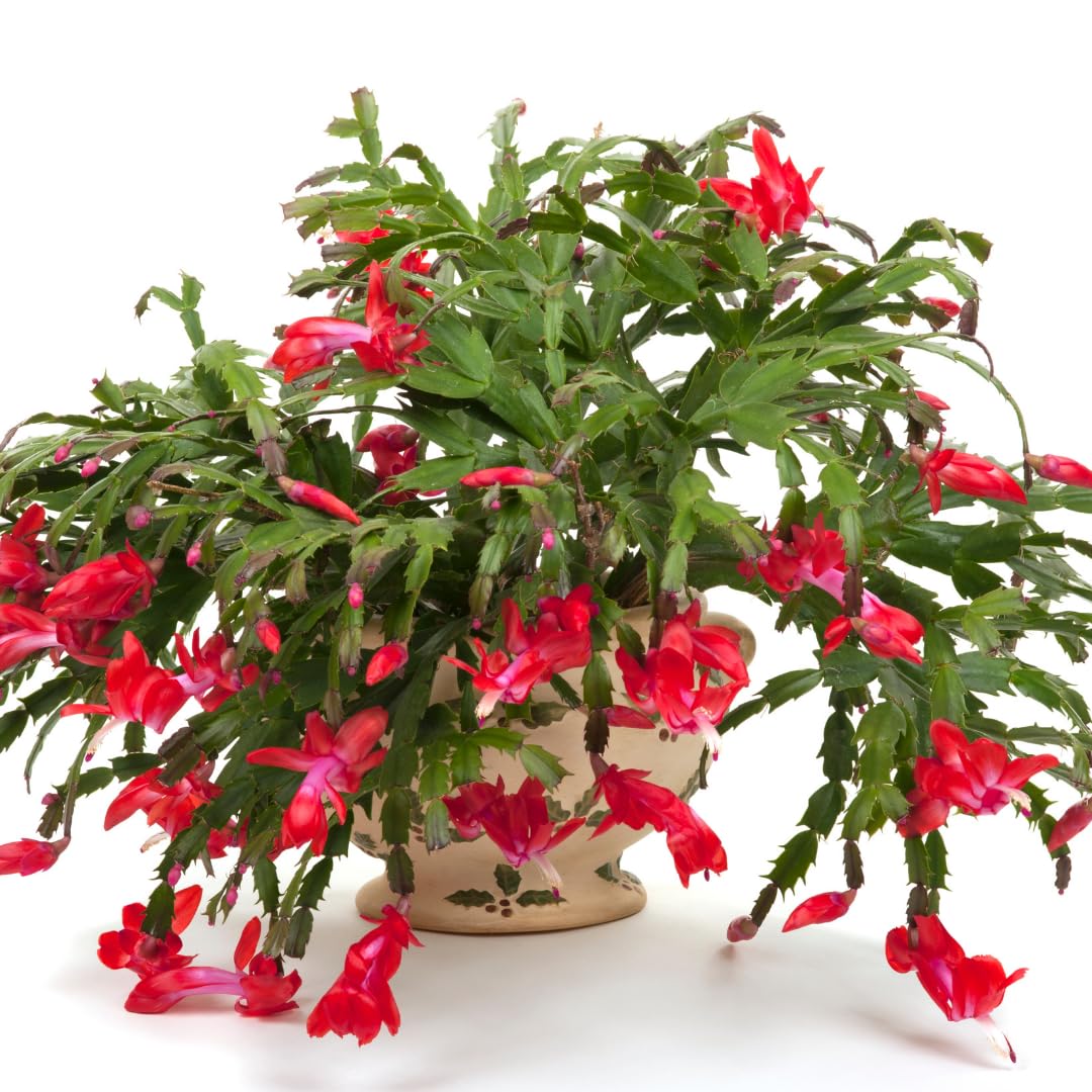 Christmas Cactus Plants Live, Thanksgiving Cactus Easter Cactus Like, 4-8 Inc Tall, Cold Hardy, Holiday Cactus for Indoor Outdoor Planting, Starter Size (Red)
