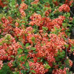 Chaenomeles Japonica Flowering Quince Tree Live Plant Bush Shrub, 3-6" in Tall in 4" Pot, Well Rooted Starter Plants, Zones 5-9, Apricot Peach Color Bloom