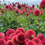 2 Dahlia Bulbs for Spring Planting, Dahlia Bulbs for Planting Indoor and Outdoor (Red)