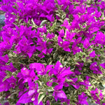 Set 2 Blueberry Ice Bougainvillea Live Plants 4-7 Inches Tall, Vibrant Bumgainvillea Flowering Vines for Garden, Patio Containers and Indoor Growing