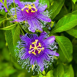 Set 2 Passiflora Incarnata Maypop Plant 4-6 Inch Height, Purple Maypop Passion Flower Plant for Trellis and Garden, No Pot
