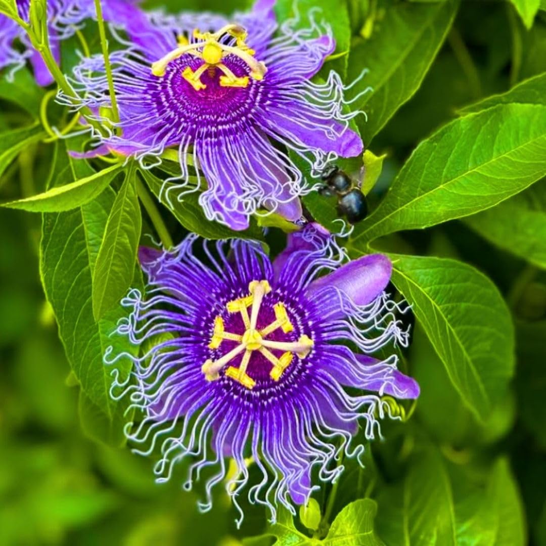 Set 2 Passiflora Incarnata Maypop Plant 4-6 Inch Height, Purple Maypop Passion Flower Plant for Trellis and Garden, No Pot