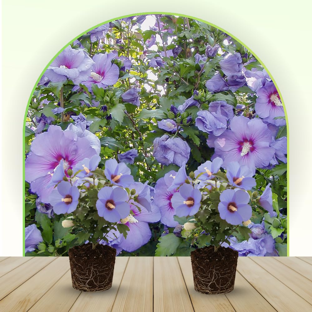 Live Rose of Sharon Plant 6-13" Tall, Althea Hibiscus Bush Well Rooted, Hardy Fragrant Hibiscus Syriacus Flowering Plant - Purple Blooms
