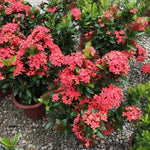 3 Live Ixora Plants, 5-7 Inc, Red Ixora Live Plant, Tropical Shrub Plant for Gardening