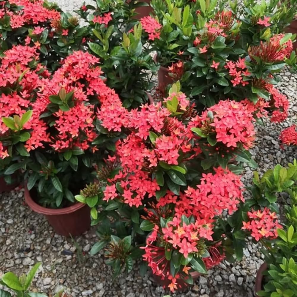 3 Live Ixora Plants, 5-7 Inc, Red Ixora Live Plant, Tropical Shrub Plant for Gardening