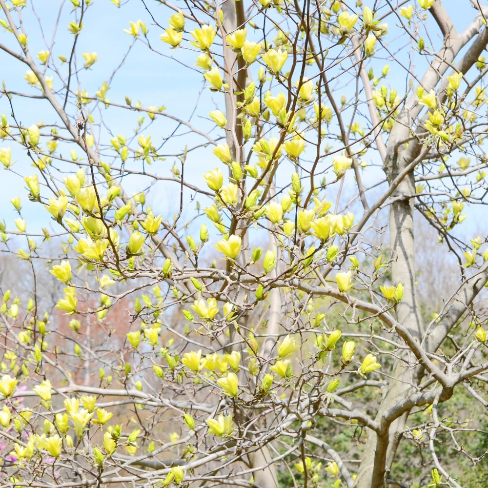 Magnolia Tree Live Plant, Yellow Magnolia Plant Live, 5 to 7 Inches, Tropical Shrub Plants