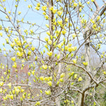 Yellow Magnolia Plant Live, 5 to 7 Inches Tall, Magnolia Tree Live Plant for Gardening Shrub Plant Outdoors