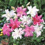 Set 4 Mixed Oriental Lilies Bulbs, Lily Bulbs, Flowering Bulb for Outdoor Garden Beds and Containers