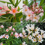 Live Oleander Plant from 5 Inc, Salmon Oleander Flower Plant Live, Well Rooted