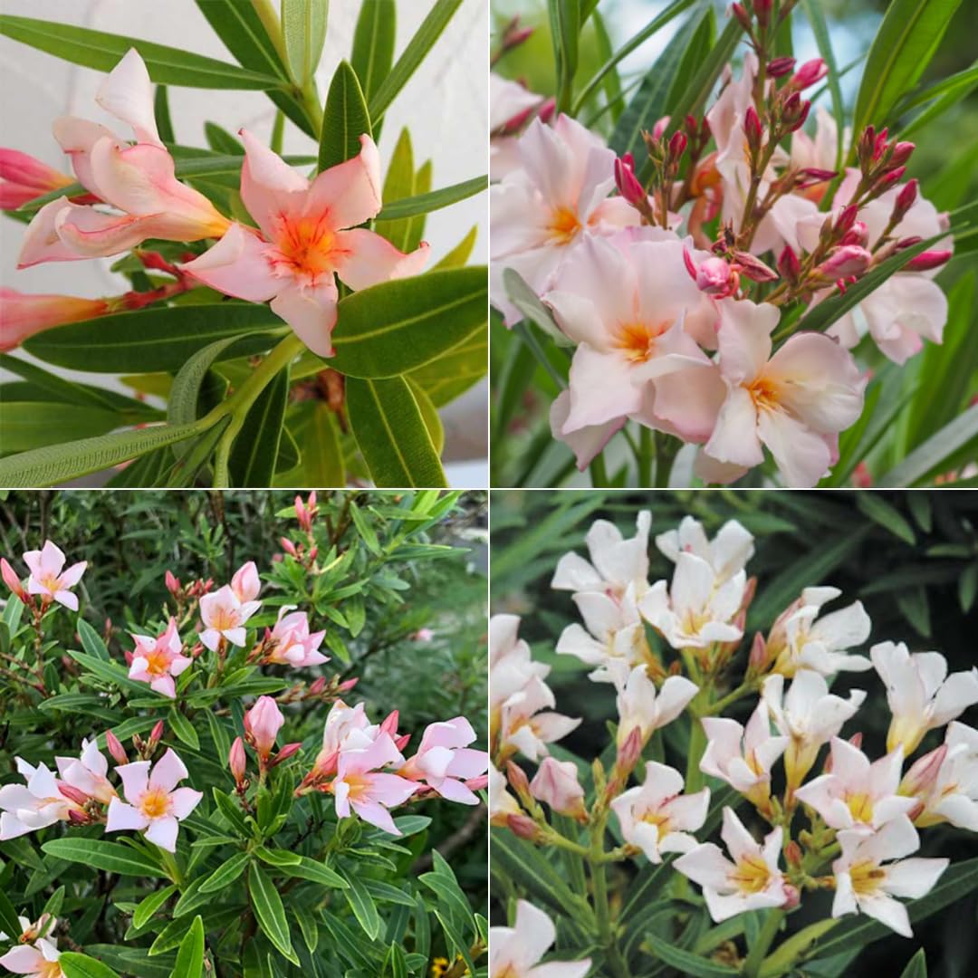 Live Oleander Plant from 5 Inc, Salmon Oleander Flower Plant Live, Well Rooted