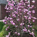 Ann Magnolia Tree Live Plant in 2.5 Inches in Pot, Starter Plant, Fragrant Perennial Ornamental Plants Shrub for Outdoor Garden