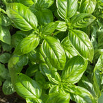 Basil Live Plant in 4″ Pot, Fresh Culinary Herb for Garden and Patio, Indoor Outdoor Growing (Sweet Basil)
