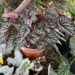 Begonia Plants Live, Rare Begonias Indoor Growing, Hanging Basket, Starter 5 to 9 Inc Tall (Bronze Leaf Rose)