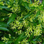 Jasmine Vine Plants Live, 3 Cestrum Nocturnum Plant, Night Blooming Jasmine Live Plant