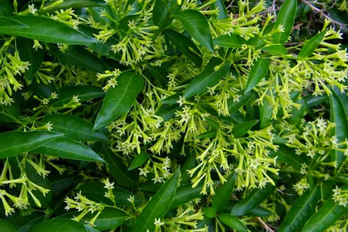 Jasmine Vine Plants Live, 3 Cestrum Nocturnum Plant, Night Blooming Jasmine Live Plant