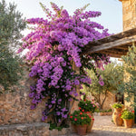 Set 2 Lilac Bougainvillea Live Plants 4-7 Inches Tall, Vibrant Bumgainvillea Flowering Vines for Garden, Patio Containers and Indoor Growing