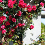 6 Pink Rose Bush Cuttings Plant Live, Rose Climbing Vine Live Plant, 5 to 8'' Tall Cuttings