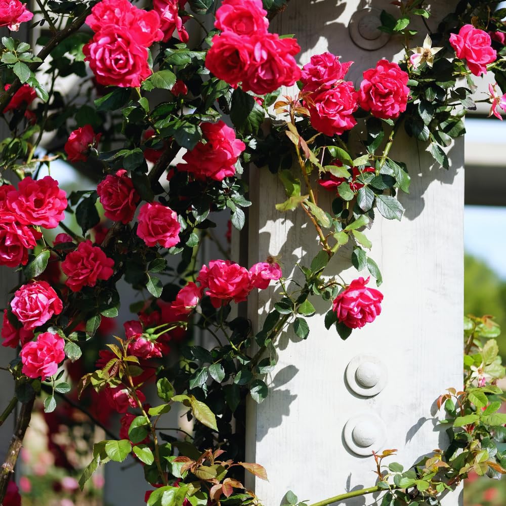 6 Pink Rose Bush Cuttings Plant Live, Rose Climbing Vine Live Plant, 5 to 8'' Tall Cuttings