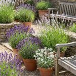 4 Assorted Lavender Plants Live, Fragrant Lavender Herb for Garden, Patio Containers and Indoor Décor, 4-7 Inches Tall
