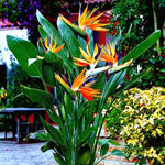 Bird of Paradise Live Plant to Grow, 5 to 9 Inches Tall, Strelitzia Reginae Bird of Paradise, Tropical Outdoor Plant (Orange Bird of Paradise)