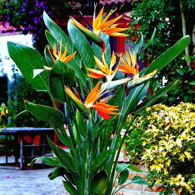 Bird of Paradise Live Plant to Grow, 5 to 9 Inches Tall, Strelitzia Reginae Bird of Paradise, Tropical Outdoor Plant (Orange Bird of Paradise)