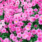 Pink Chrysanthemum Plant, Set 2 Pink Mums Plants Live, Hardy Perennial Mum Live Plant, 3 to 6 Inch Tall Garden Mum Starter Plants for Garden Beds, Containers, Vibrant Fall Blooms, No Pot