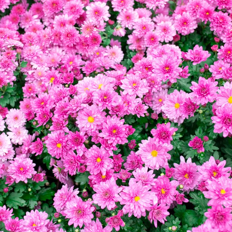Pink Chrysanthemum Plant, Set 2 Pink Mums Plants Live, Hardy Perennial Mum Live Plant, 3 to 6 Inch Tall Garden Mum Starter Plants for Garden Beds, Containers, Vibrant Fall Blooms, No Pot