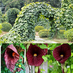 2 Dutchman Pipe Climbing Vines Plants Live, Rare Ornamental Vine, Hardy Tropical Foliage Flowers, 6 Months Old Plants