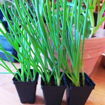 Set 2 Pots Walking Onions Live Plants for Planting, 4 Inch Pot, Heirloom Onion Bulbs Plant, Large Egyptian Walking Onion Bulb Plant for Containers, Outdoors Gardens