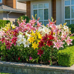 Pack of 4 Mix Lily Bulbs for Planting, Bright Sunny Blooms, Summer Flowering Perennial Garden Flowers, Lily Bulbs for Containers and Outdoor Garden