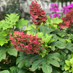 Hydrangea Bush Tree Plants Live, 5-9" Tall, No Pot, Dormant in Winter, Change Color Perennial Planting Indoor Outdoor, Long Lasting Blooms Flower (Ruby Slipper)