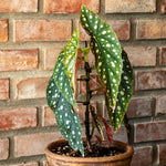Begonia Live Plant, Begonias Live Plant, Rare Begonias Plants, 5-7 Inches in Height for Indoor Houseplant (Polka Dot Angel Wing Begonia)
