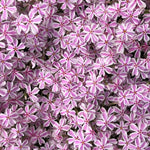 Pack 3 Creeping Phlox Plants Live, 5-9 Inches, Perennial Creeping Phlox Ground Cover Outdoor Garden (White Pink)