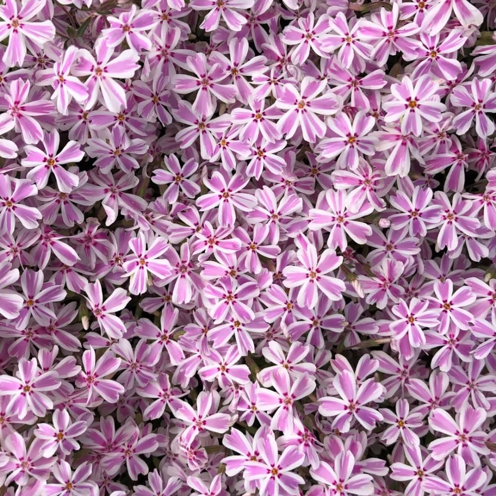 Pack 3 Creeping Phlox Plants Live, 5-9 Inches, Perennial Creeping Phlox Ground Cover Outdoor Garden (White Pink)