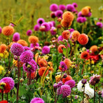 3 Mix Dahlia Bulbs for Spring Planting, Dahlia Bulbs for Planting Indoor and Outdoor