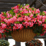 Set 2 Begonia Live Plants, Rare Begonia Plants for Trailing, Ornamental Hanging Basket 5"-9" in Tall (Bronze Leaf)
