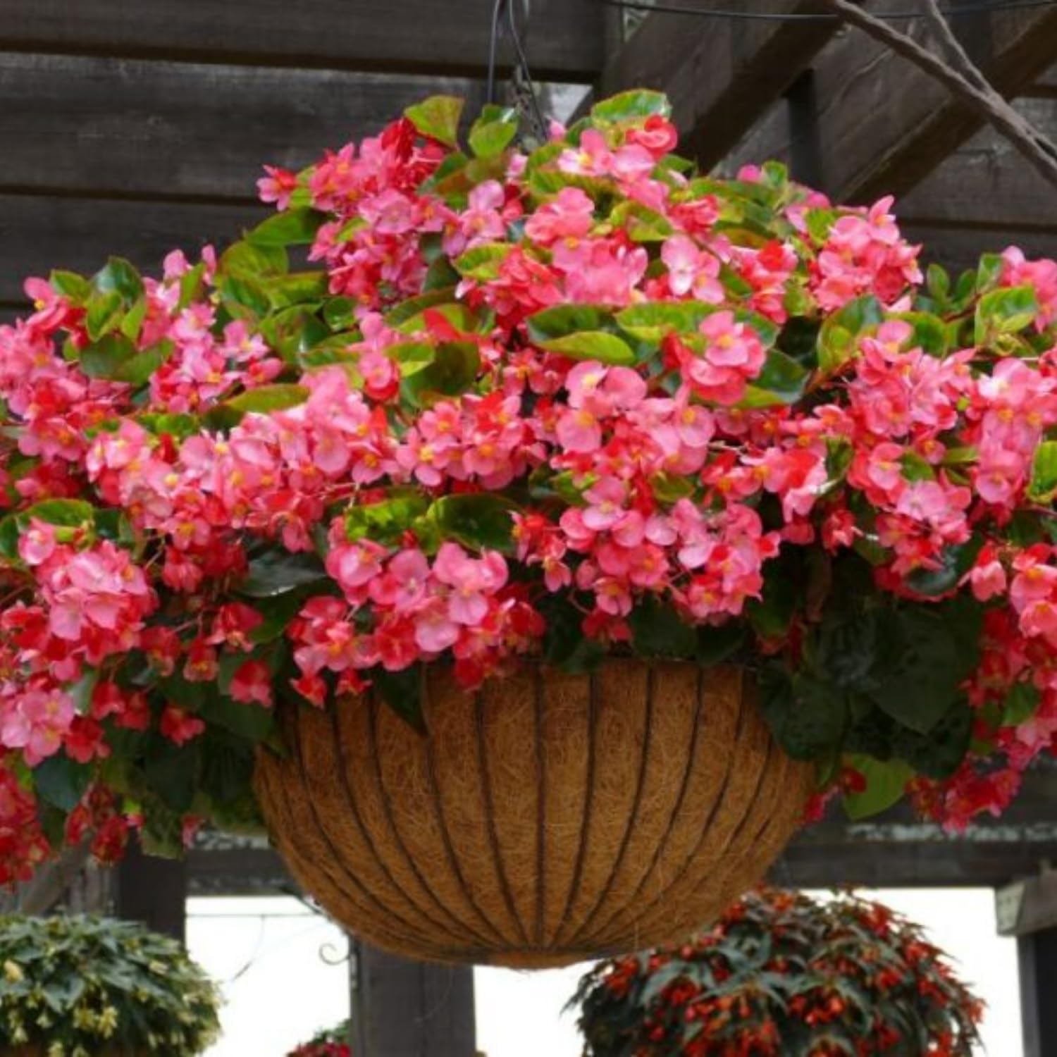 Set 2 Begonia Live Plants, Rare Begonia Plants for Trailing, Ornamental Hanging Basket 5"-9" in Tall (Bronze Leaf)
