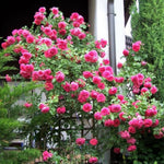 Rose Plant Live for Planting, Bareroot 6-10 Inch Tall, Climbing Vine Bush Shrub for Flowering (Cant Pink Rose)