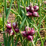 3 Walking Onion Plants Live, Cold Hardy and Perennial, Easy-to-Grow Vegetable Spring Planting, 7 Months Old