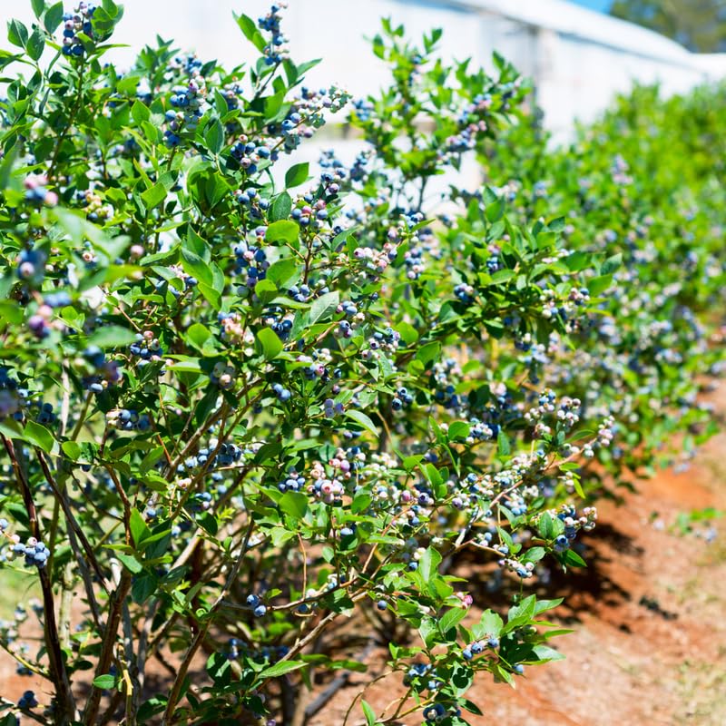 Blueberry Plant Live, Sweet Blueberry Tree Live Plant, Well Rooted 5-12" Tall, Blueberry Bush Live Plant (Biloxi Blueberry)